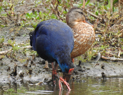 Porphyrio porphyrio