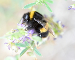 Bombus lucorum
