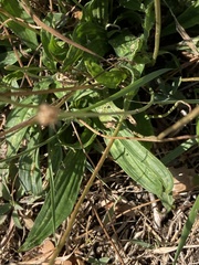 Plantago lanceolata