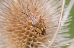 Carpocoris mediterraneus atlanticus