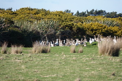 Anser anser domesticus