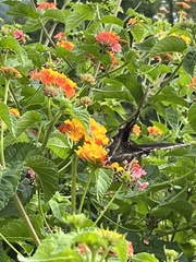 Papilioninae