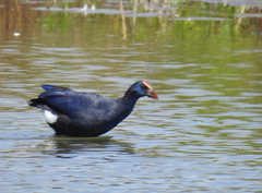 Porphyrio porphyrio