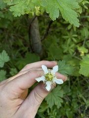 Parnassia fimbriata