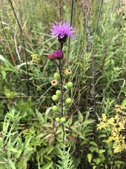 Liatris scariosa