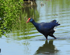 Porphyrio porphyrio