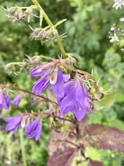 Campanula rapunculoides
