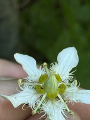 Parnassia fimbriata