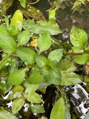 Ludwigia palustris