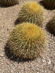 Kroenleinia grusonii