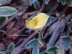 Leobordea