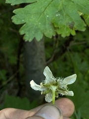 Parnassia fimbriata
