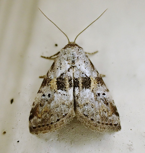 Black-patched Graylet photo 6