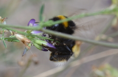 Bombus lucorum