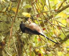 Aegithalos caudatus