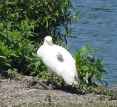Platalea leucorodia