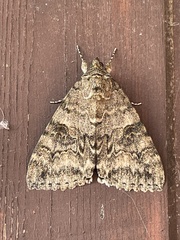 Catocala nupta