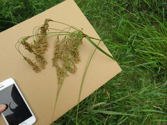 Scirpus pedicellatus