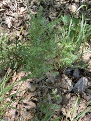 Juniperus virginiana
