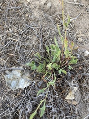 Rumex
