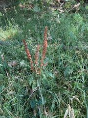 Rumex