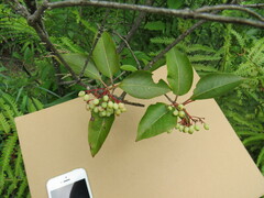 Viburnum