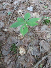 Medeola virginiana