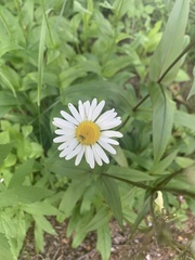 Leucanthemum maximum