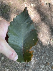 Quercus montana
