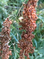 Rumex