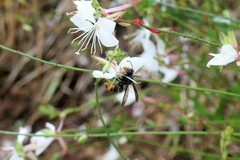 Vespa velutina nigrithorax