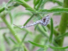 Uloborus walckenaerius