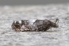 Eucosma parmatana