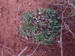 Aptosimum procumbens