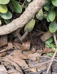 Anaxyrus americanus