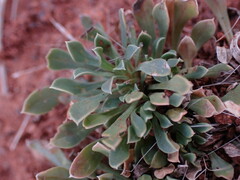 Aptosimum procumbens
