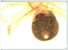 Centromerus silvicola