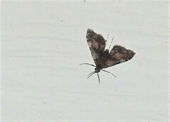 Elophila obliteralis