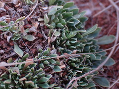 Aptosimum procumbens
