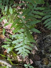 Woodwardia areolata