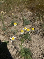 Tripleurospermum inodorum