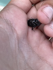 Pentodontini