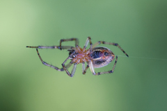 Alpaida veniliae