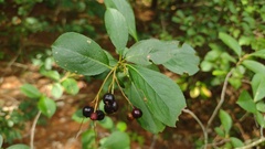 Aronia melanocarpa