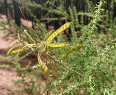 Adenocarpus viscosus