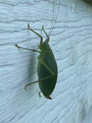 Pterophylla camellifolia