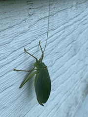 Pterophylla camellifolia