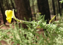 Adenocarpus viscosus