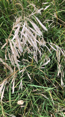 Bromus inermis