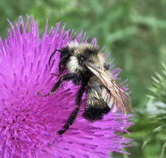 Bombus citrinus